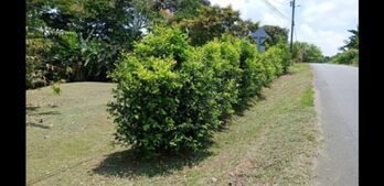 Farm For Sale La Virgen, Sarapiquí, Heredia