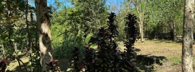 Pura Vida Dfeam Rio Negro Cobano  en Cóbano, Puntarenas — $780,000