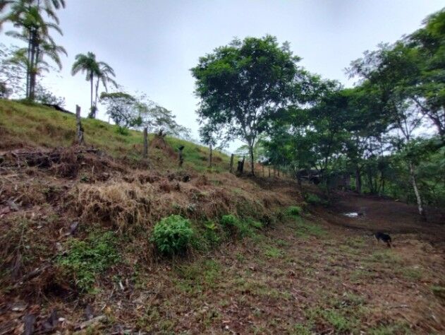 VENTA AMPLIA FINCA GUAPILES PARA GANADO PROYECTOS AGRICOLAS en Guápiles, Pococí, Limón — ₡ 76 800 000