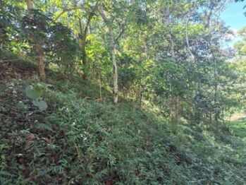 Venta de Lote en San Ramon, Alajuela. RAH 26-1283 en Ángeles, San Ramón, Alajuela — 139 875 000 ₡ - Foto 4 de 15