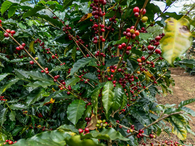 Oportunidad: Venta de Finca Cafetalera en Naranjo, Inversión Ideal in San Miguel, Naranjo, Alajuela — $1,700,000 - Photo 3 of 47