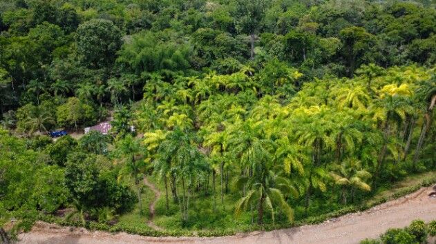 Finca de 1.2 hectares en El Quemado, Cajon en Cajón, Pérez Zeledón, San José — $139,999