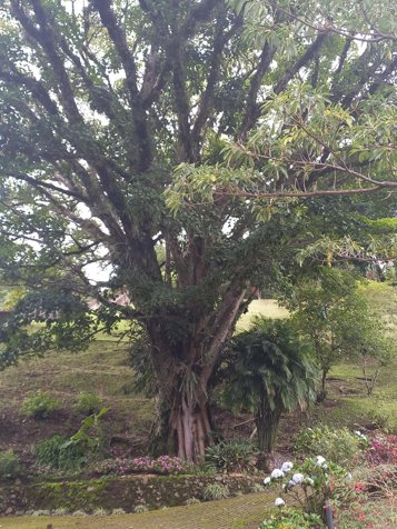 Finca de ensueño en las montañas de Santa Bárbara, Heredia 3,7 Acres en Santo Domingo, Santa Bárbara, Heredia — $740,000 - Foto 2 de 18