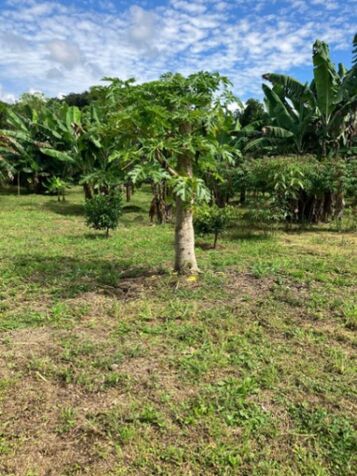 DE OPORTUNIDAD 2BELLAS PROPIEDADES EN ATENAS.  en Atenas, Alajuela — ₡ 50 000 000