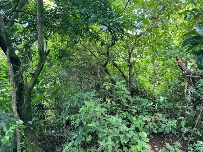 VENTA DE LOTE, PUNTARENAS, MONTEVERDE, SANTA ELENA en Monte Verde, Puntarenas — $70,000