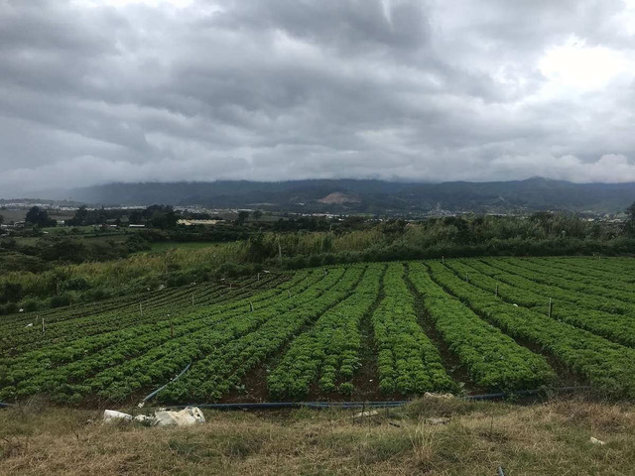 Terreno Agrícola en Cote de Cartago (AD) in Zaragoza, Palmares, Alajuela — $290,000