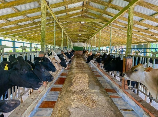 SE VENDEN FINCAS VARIOS USOS EN COSTA RICA. en Alajuela — ₡ 25 000 000 - Foto 3 de 5