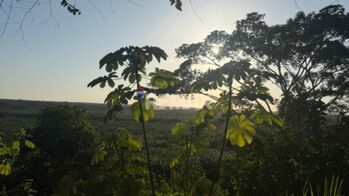 LOTE EN VENTA EN TAWAL, OSA – 5,029 m² CON USO MIXTO Y FRENTE A CARRETERA PRINCIPAL en Puerto Cortés, Osa, Puntarenas — $120,000 - Foto 5 de 23