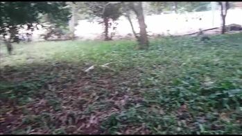 SE VENDE BELLA Y BARATA FINCA EN PUNTARENAS. en Volcán, Buenos Aires, Puntarenas — 21 000 000 ₡ - Foto 5 de 5