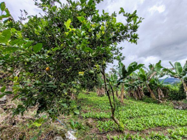 VENTA DE HERMOSA QUINTA EN aAENJAL, PARAISO DE CARTAGO en Santiago, Paraíso, Cartago — ₡ 65 000 000