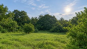 Oportunidad en Hojancha Guanacaste  Lote de 2,030 m² en Huacas, Hojancha, Guanacaste — 22 000 000 ₡ - Foto 5 de 15