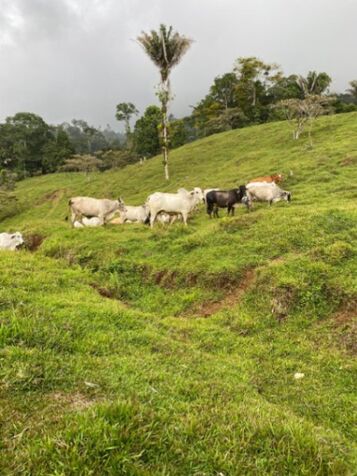 SE VENDE BELLA Y GRANDE FINCA EN SIQUIRRES, LIMÓN.  in Pacuarito, Siquirres, Limón — $800,000
