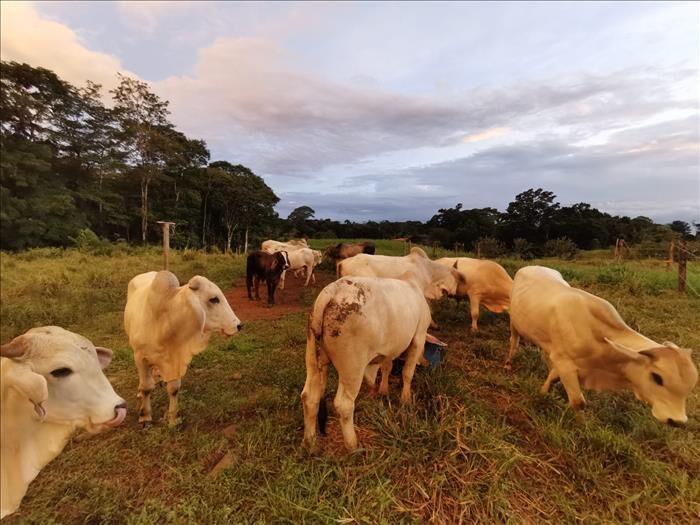 Vendo Hermosa Finca en Los Almendros en Cutris, San Carlos, Alajuela — ₡ 157 000 000
