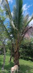 SE VENDE ESPECIAL FINCA EN COTO BRUS.  in Limoncito, Coto Brus, Puntarenas — $320,000 - Photo 4 of 20