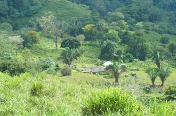 Finca en Sinai de Osa, Puntarenas en Piedras Blancas, Osa, Puntarenas — 370 000 000 ₡ - Foto 4 de 18