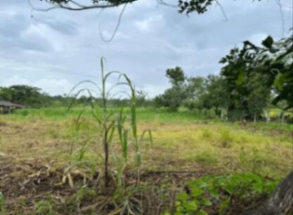 Lote de 1,000m2 en Guatuso, Llano Bonito.  en Buenavista, Guatuso, Alajuela — ₡ 14 000 000
