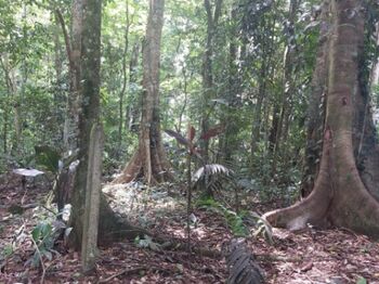 Terreno a la venta en Jiménez, Guápiles en Jiménez, Pococí, Limón — 42 000 000 ₡ - Foto 5 de 7