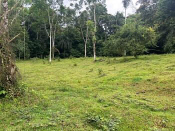 SE VENDE – Terreno 5.000 m² en Ticarí, Sarapiquí in Las Horquetas, Sarapiquí, Heredia — 29 000 000 ₡ - Photo 4 of 9