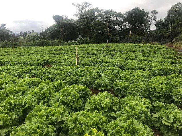 Terreno Agrícola en Cote de Cartago (AD) in Zaragoza, Palmares, Alajuela — $290,000 - Photo 3 of 9