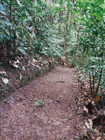 Venta de finca  en La Tigra, San Carlos, Alajuela — ₡ 8