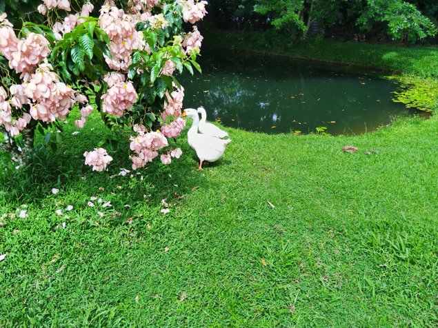 SE VENDE BELLA PROPIEDAD CON ALMACÉN COMERCIAL Y 3 BELLAS CASAS EN GUATUSO. en Alajuela — ₡ 300 000 000 - Foto 3 de 15