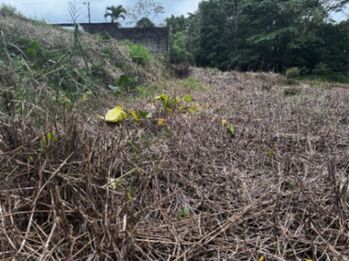 Oportunidad única: lote amplio en zona de alta plusvalía  en Guápiles, Pococí, Limón — 60 000 000 ₡ - Foto 4 de 13