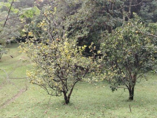 Venta de Lote en Poás, Alajuela. RAH 26-835 en San Rafael, Poás, Alajuela — $75,000,000