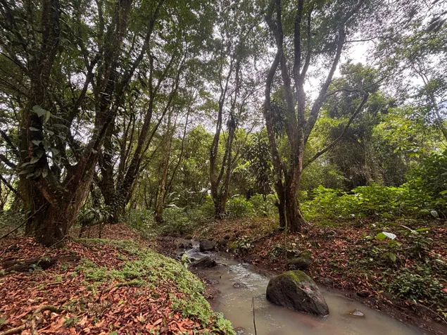 🌿 Terreno en venta El Futuro, La Tigra | 2.773 m²  |  ₡49.000.000 en La Tigra, San Carlos, Alajuela — ₡ 49 000 000 - Foto 3 de 19