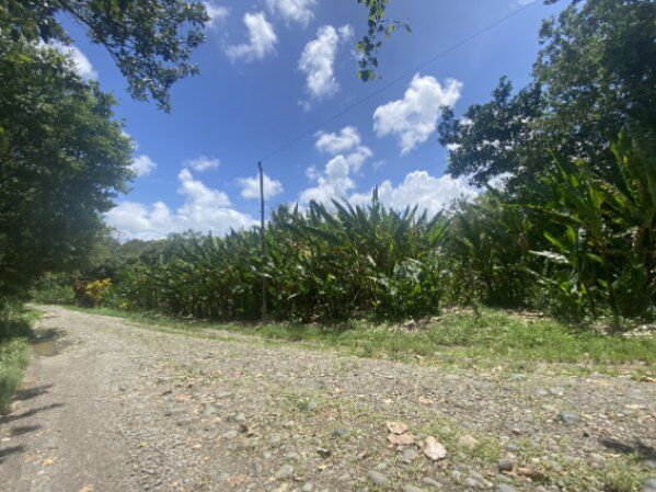 Venta de finca con abaca en Rita, Pococí, Limón — ₡ 60 000 000