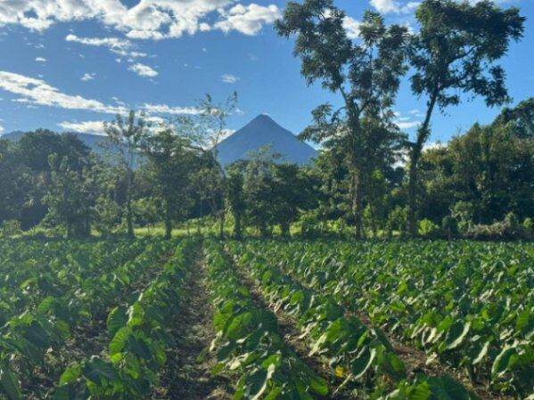 GANGA Lote con Vista al Volcán a 10min de La Fortuna en La Fortuna, San Carlos, Alajuela — ₡ 37 000 000