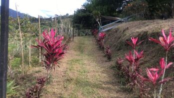 Venta de Finca en Turrialba-Cartago. RAH 26-1245 in La Suiza, Turrialba, Cartago — 95 000 000 ₡ - Photo 4 of 6