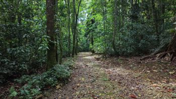 SE VENDE CASA EN SANTUARIO NATURAL CON RESERVA PRIVADA Y CASA DE HUESPEDES EN PEREZ ZELEDON en San Isidro De El General, Pérez Zeledón, San José — $650,000 - Foto 3 de 32