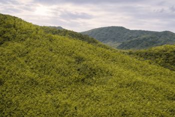 782 ha Finca - Camaronal, Santa Marta de Hojancha en Nosara, Nicoya, Guanacaste — $10,000,000 - Foto 3 de 15