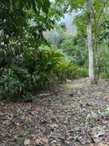 Gran propiedad en Parrita ideal para invertir o desarrollar en Parrita, Puntarenas — ₡ 65 000 000