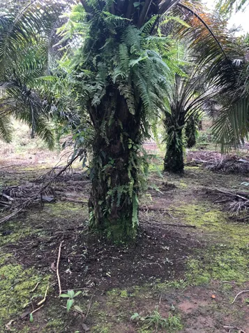 FOR SALE: BEAUTIFUL FARM IN RÍO CLARO DE GOLFITO. in Golfito, Puntarenas — ₡ 120 000 000 - Photo 2 of 5