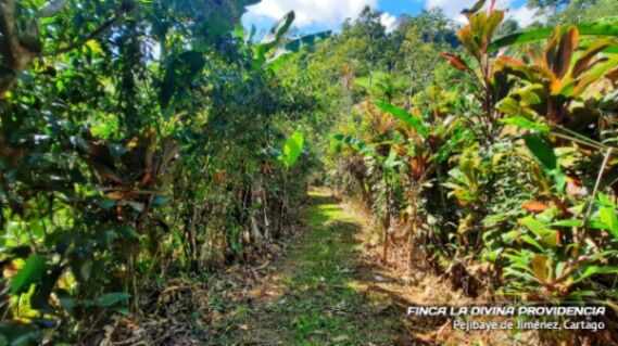🌿 ¡Paraíso Natural en Pejibaye! Finca Espectacular con casa y vistas únicas. in Pejibaye, Jiménez, Cartago — ₡ 125 000 000