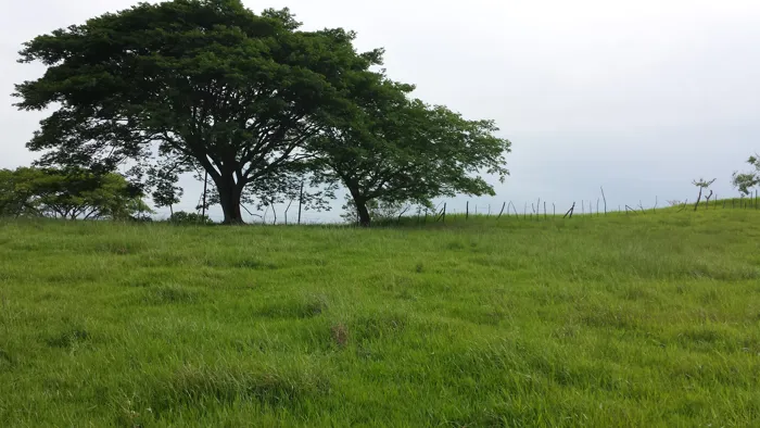VENTA TERRENO DE DESARROLLO, ALTA DENSIDAD, ALAJUELA, SAN RAFAEL en San Rafael, Alajuela — $6,300,000