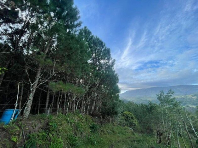Finca con Proyecto de Reforestación en Santa Cruz, Turrialba, Cartago — $150,000