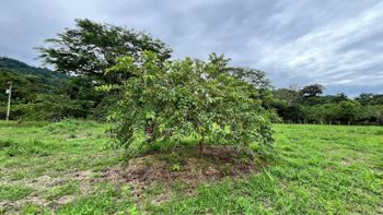 SE VENDE LOTE EN HATILLO CON EXCELENTE POTENCIAL DE INVERSION en Savegre, Quepos, Puntarenas — $180,000 - Foto 5 de 9