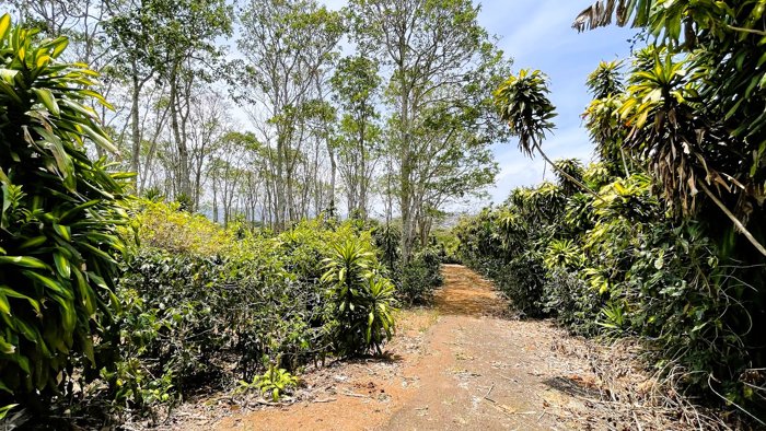 SE VENDE LOTE EN SAN ISIDRO, SAN RAMON in San Ramón, Alajuela — $139,500 - Photo 2 of 19