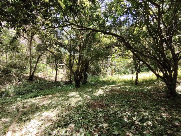 Venta de lote de 1.590 m2 en Buenos Aires, Puntarenas in Buenos Aires, Puntarenas — ₡ 35 000 000