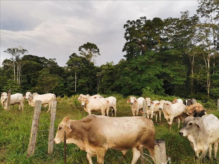 Vendo Hermosa Finca en Los Almendros en Cutris, San Carlos, Alajuela — ₡ 157 000 000