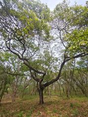 Lote de 4000m2 a 5 minutos de la Playa Marbella en Cuajiniquil, Santa Cruz, Guanacaste — $185,000 - Foto 5 de 13