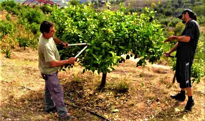 63 hectáreas de Producción Agrícola y Ganadera en Península de Nicoya in Puntarenas — $1,200,000 - Photo 3 of 14