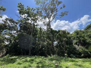 Finca Ganadera lista para producir en San Rafael, Guatuso, Alajuela — 384 000 000 ₡ - Foto 3 de 23