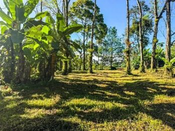 Quintas de 5,000m2 con Vista al Volcán y Corredor Biológico  en La Fortuna, San Carlos, Alajuela — 142 000 000 ₡ - Foto 5 de 7