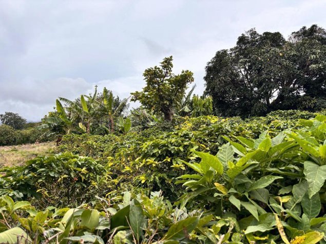 Venta de LOTE disponible para DESARROLLADORES en Santo Domingo-Santo Tomás. RAH 27-776 en Santo Domingo, Santa Bárbara, Heredia — $850,000 - Foto 2 de 11