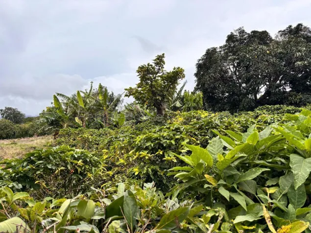 Venta de LOTE disponible para DESARROLLADORES en Santo Domingo-Santo Tomás. RAH 27-776 en Santo Domingo, Santa Bárbara, Heredia — $850,000 - Foto 2 de 11