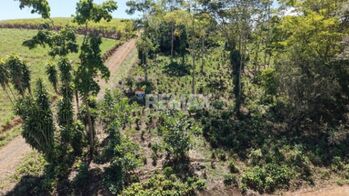 LOTE EN VENTA EN LAS MERCEDES DE CAJÓN, PÉREZ ZELEDÓN – 10,718 m² CON VISTA Y ÁRBOLES FRUTALES in Cajón, Pérez Zeledón, San José — $70,000 - Photo 4 of 5