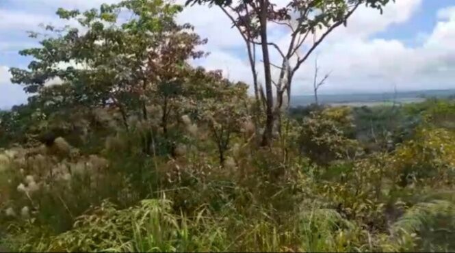 DE OPORTUNIDAD BELLA FINCA EN SAN JOSÉ DE UPALA.  en San José, Upala, Alajuela — ₡ 129 000 000